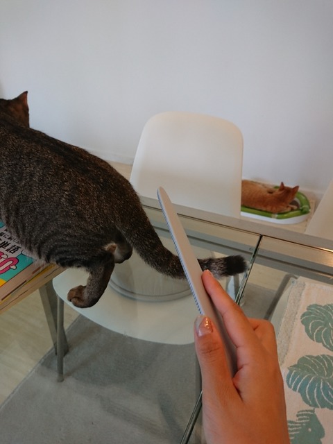 DSCPDC_0003_BURST20180411133749550_COVER