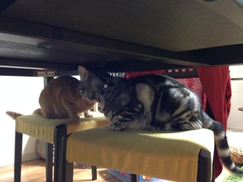 {1DF7721E-9AC9-4729-B148-1457F85D68E9:01}