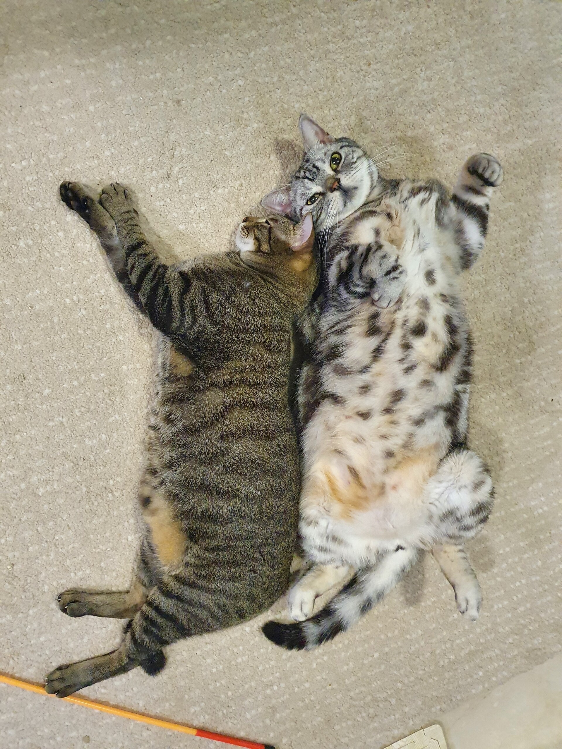 相互毛づくろいでわかる 猫の力関係 ねころぐ にゃんごくlife クアラルンプール Powered By ライブドアブログ