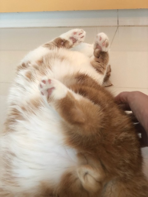 line_180978954090022