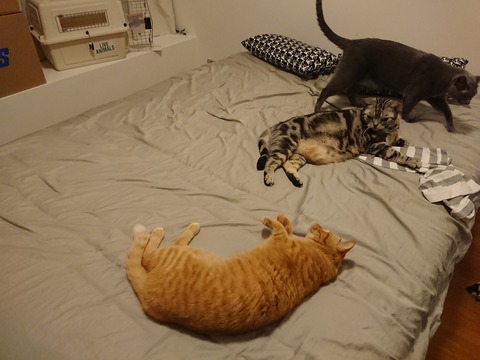 [画像:52a4f01d-s.jpg]