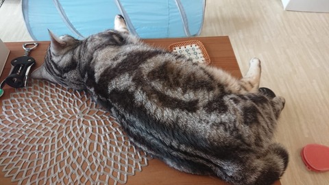 IMG-20190203-WA0023