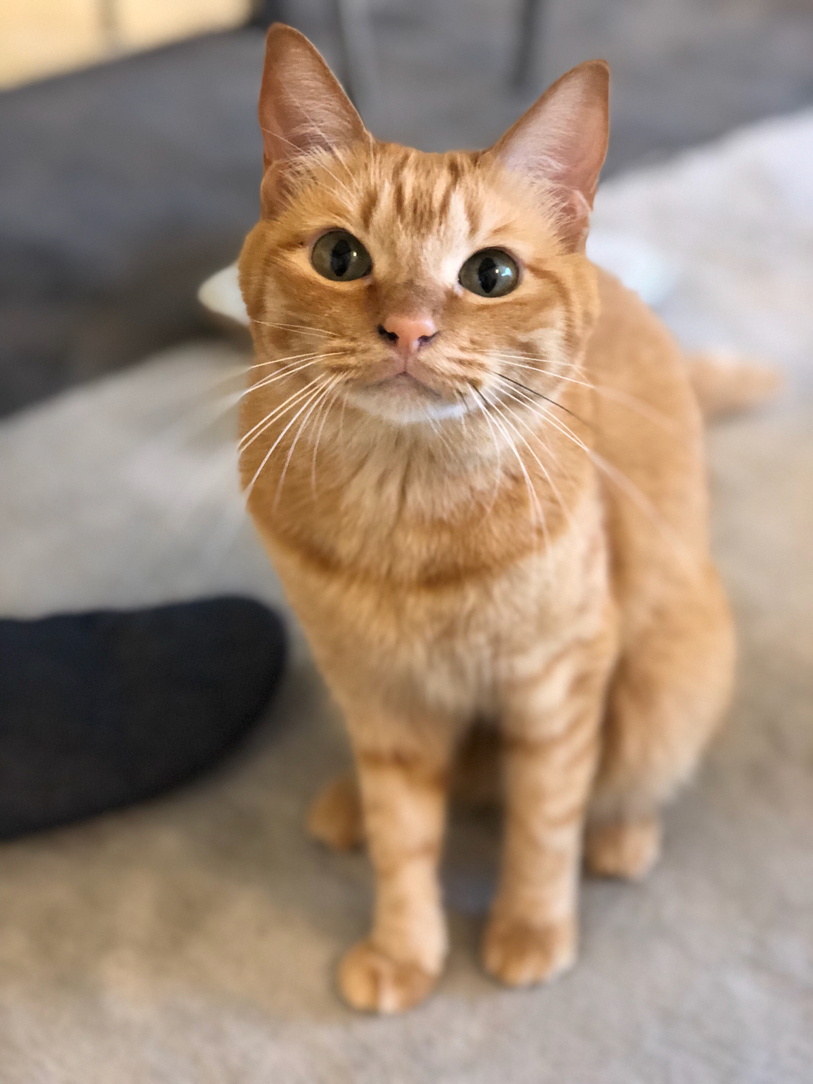 Iphone8 Plusのポートレートモードがすごい ねころぐ にゃんごくlife クアラルンプール Powered By ライブドアブログ