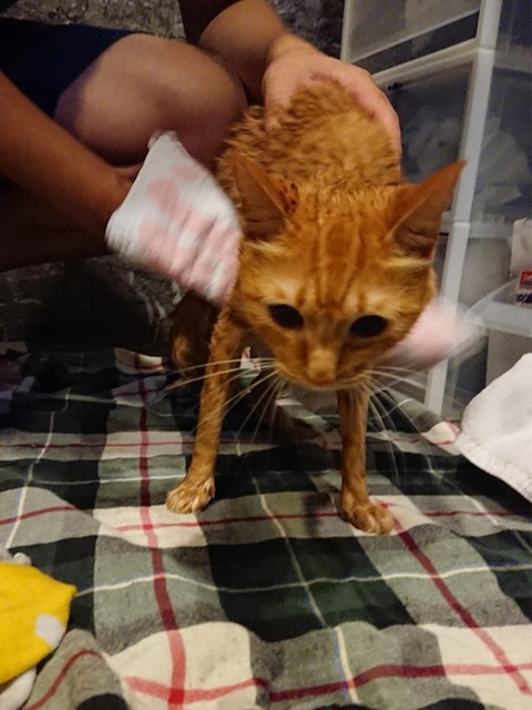 18-08-24-08-53-40-447_deco