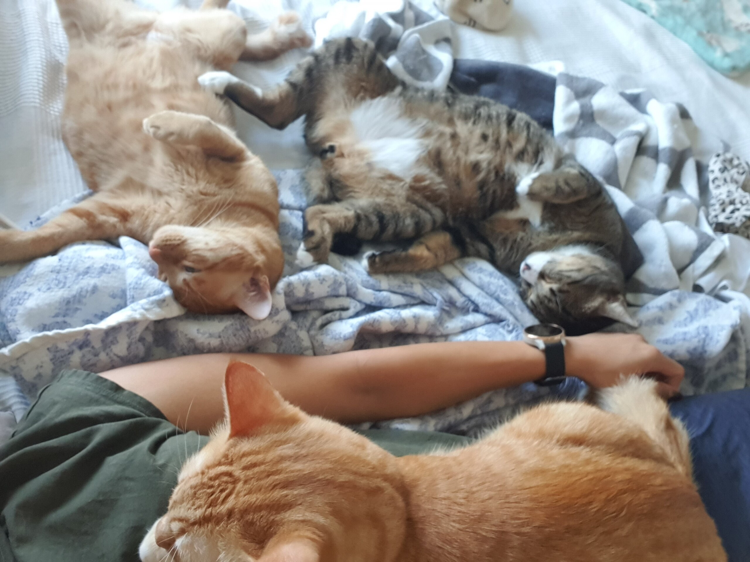 もんちゃんは偉そう ねころぐ にゃんごくlife クアラルンプール Powered By ライブドアブログ