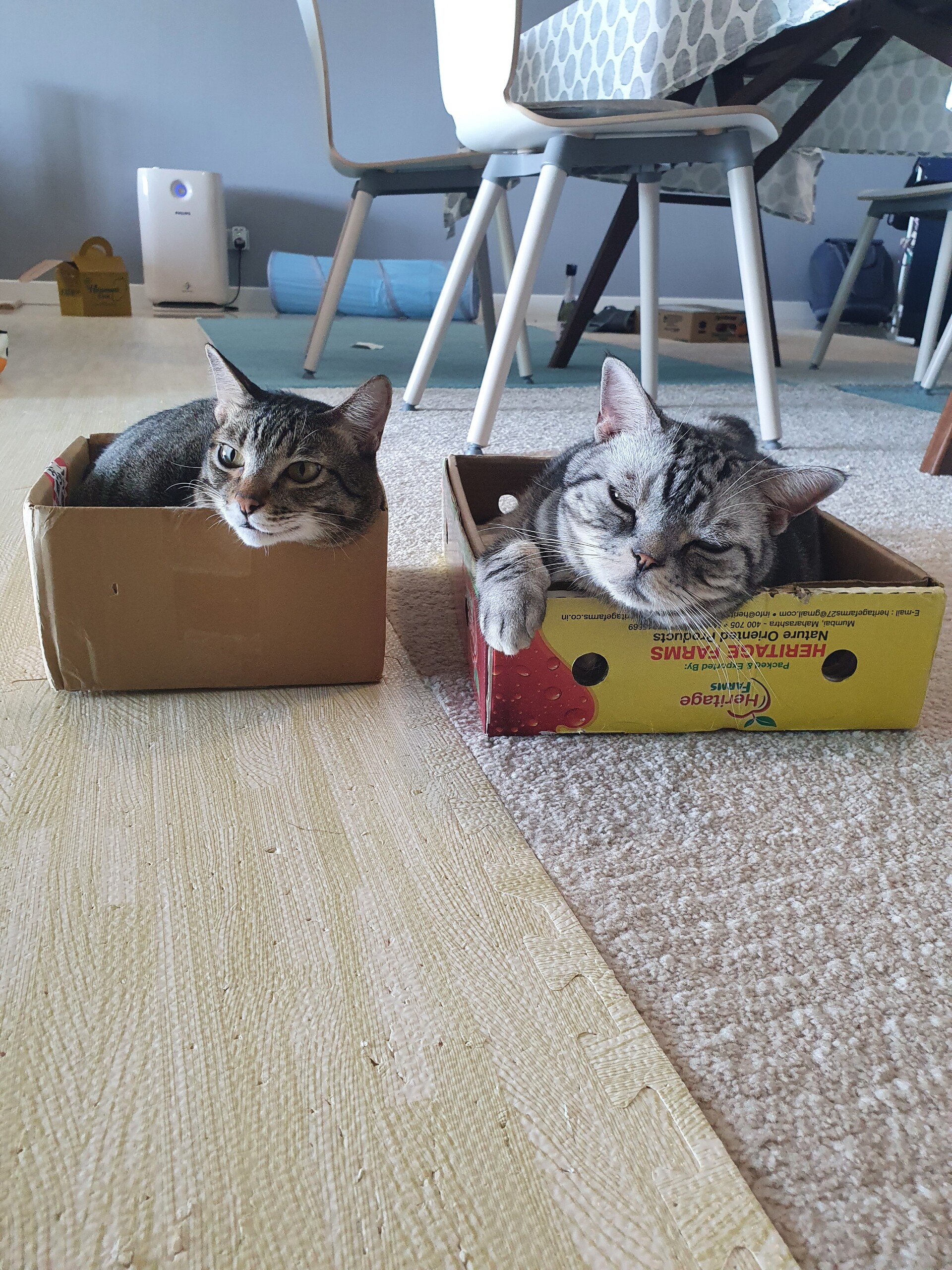 ぱずたんとハルマニスマンゴーの箱 ねころぐ にゃんごくlife クアラルンプール Powered By ライブドアブログ