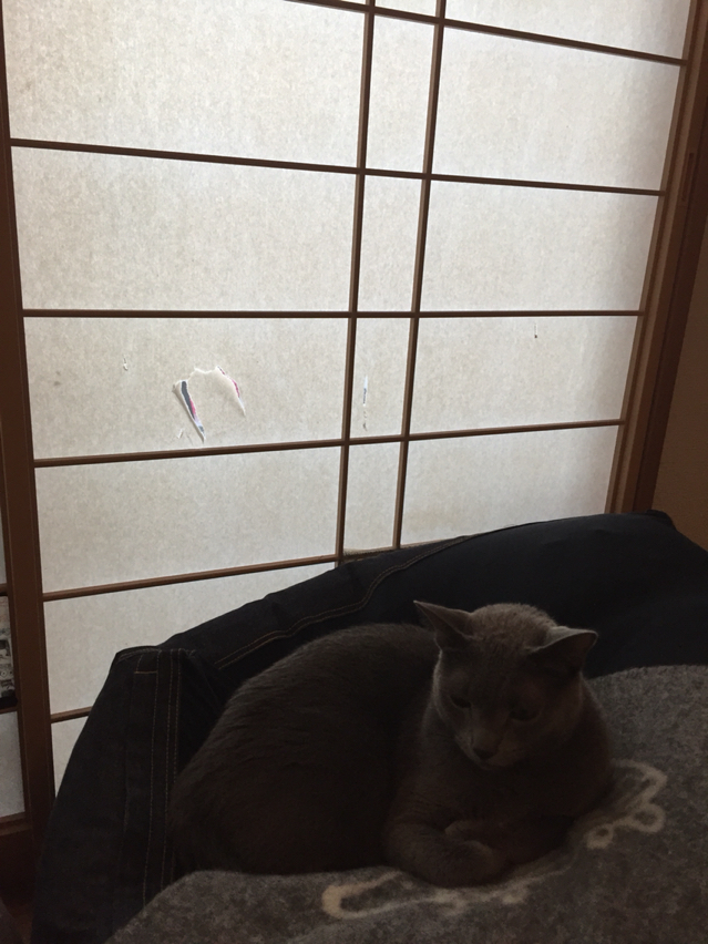 和室の障子をニトリのハトメカーテンに ねころぐ にゃんごくlife クアラルンプール Powered By ライブドアブログ