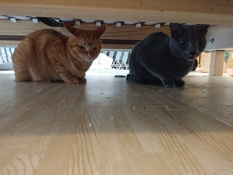 [画像:5b600434-s.jpg]