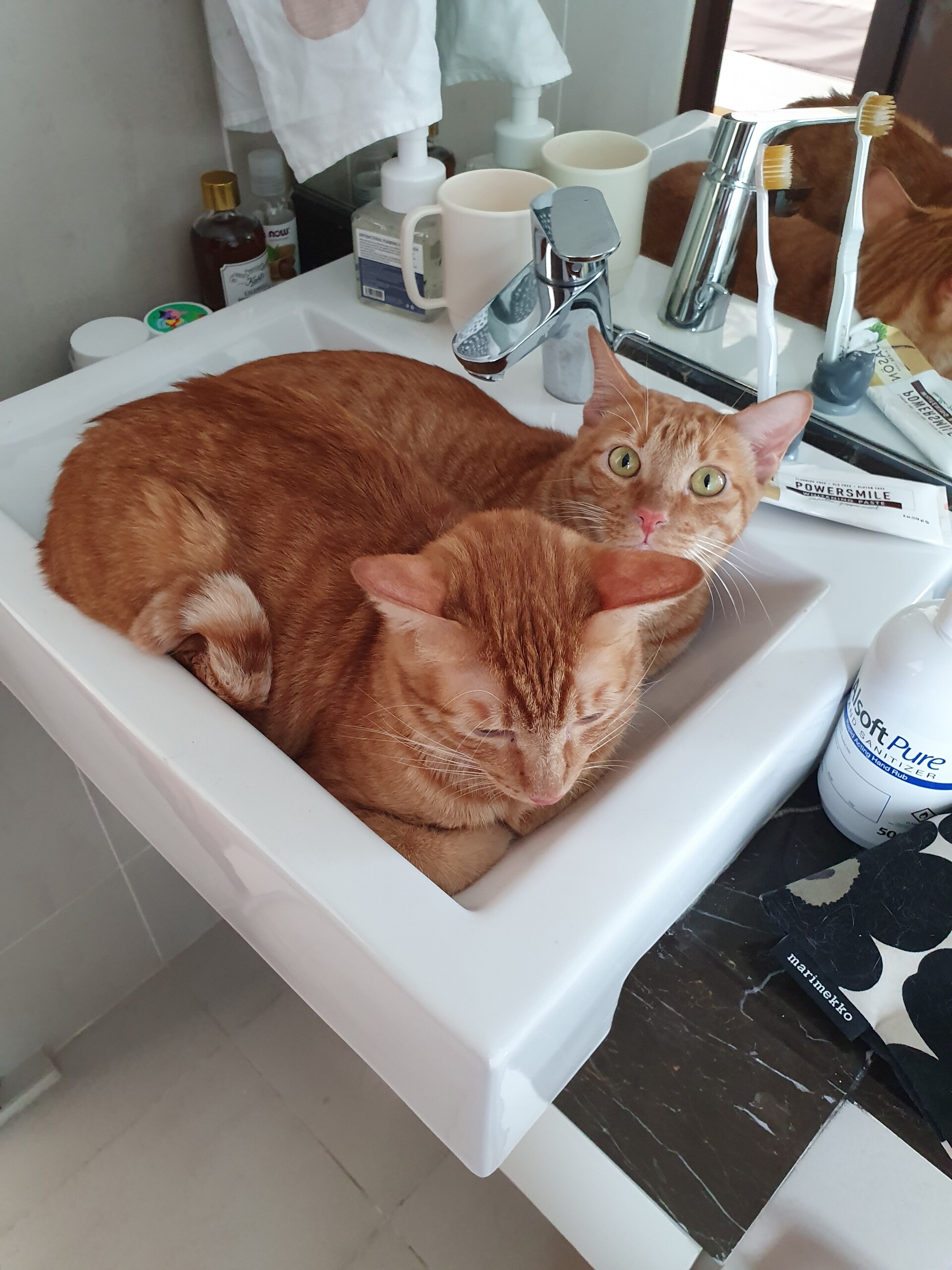 引越しでストレスを抱え引きこもった猫への我が家の対処方法 ねころぐ にゃんごくlife クアラルンプール Powered By ライブドアブログ 引越しでストレスを抱え引きこもった猫への我が家の対処方法 ねころぐ にゃんごくlife クアラルンプール Powered By ライブドアブログ