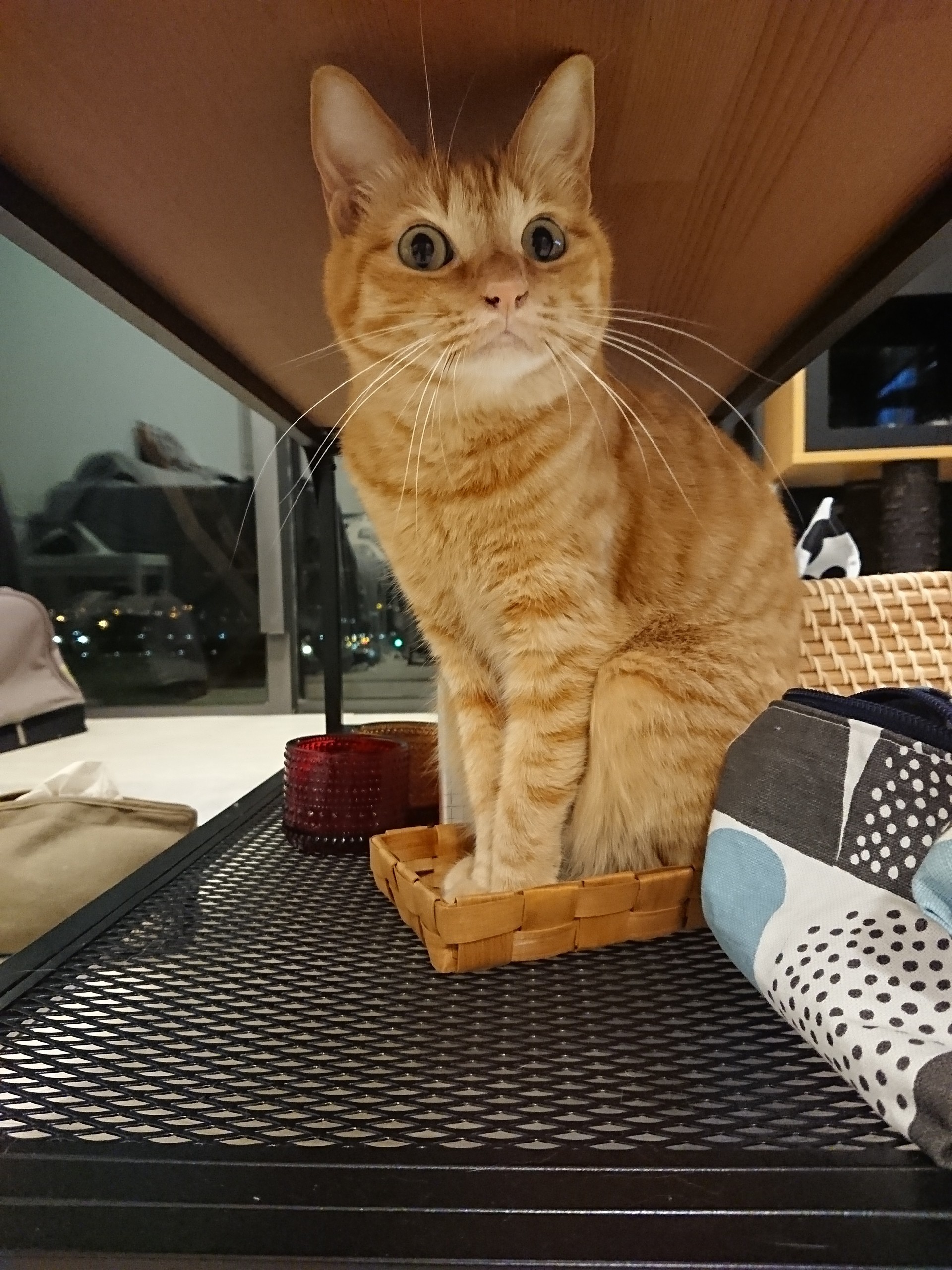 猫原理主義者 ねころぐ にゃんごくlife クアラルンプール Powered By ライブドアブログ