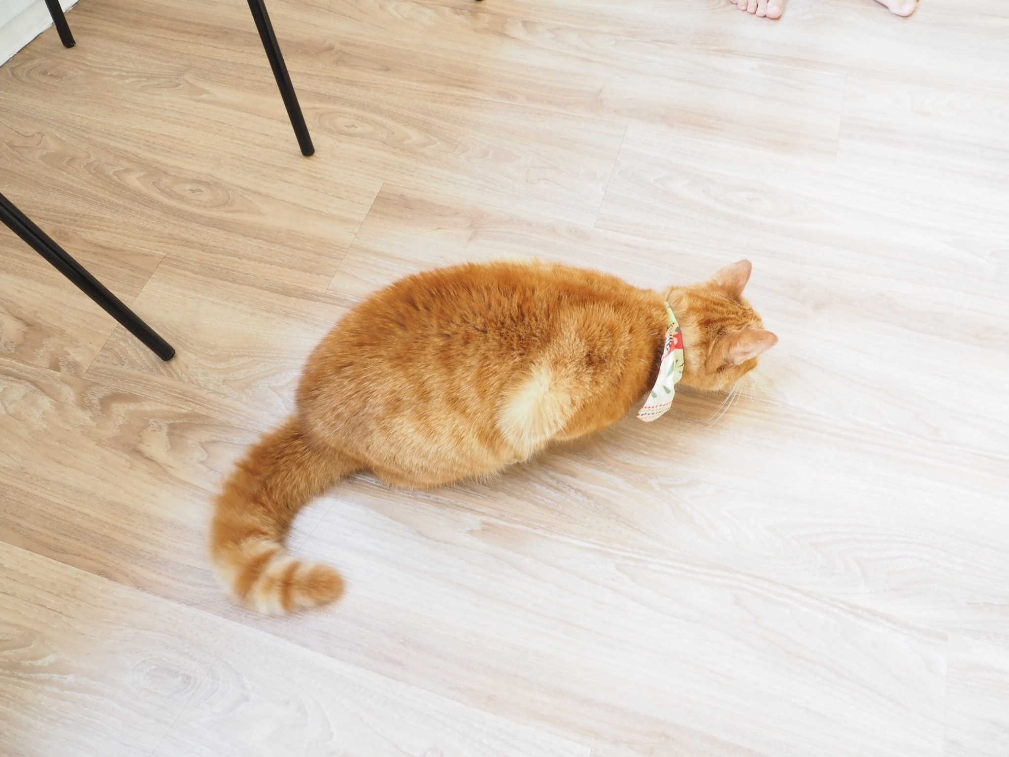 久しぶりに猫カフェ 猫の庭 に行ってきました ねころぐ にゃんごくlife クアラルンプール Powered By ライブドアブログ 久しぶりに猫カフェ 猫の庭 に行ってきました ねころぐ にゃんごくlife クアラルンプール Powered By ライブドアブログ