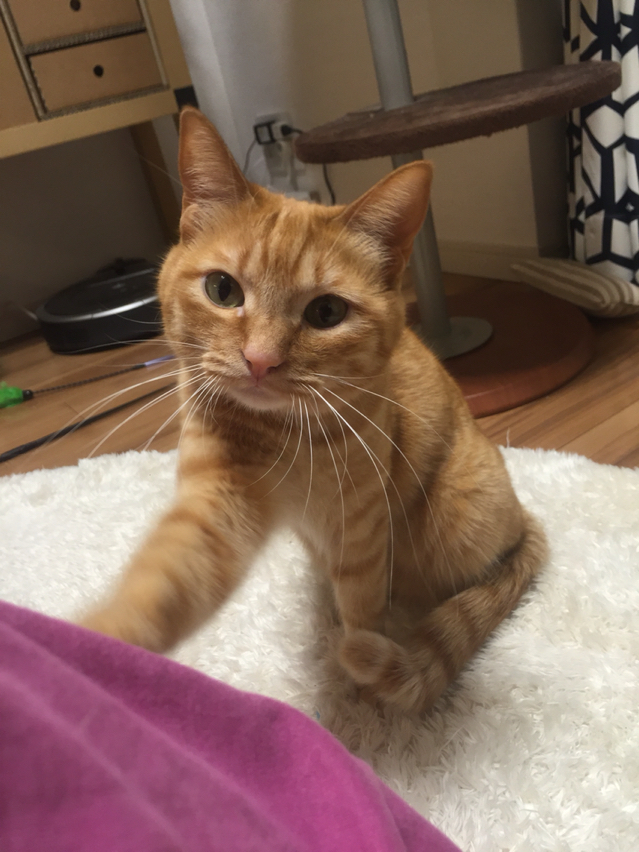 調子の悪い飼い主に猫が寄り添う理由 ねころぐ にゃんごくlife クアラルンプール Powered By ライブドアブログ