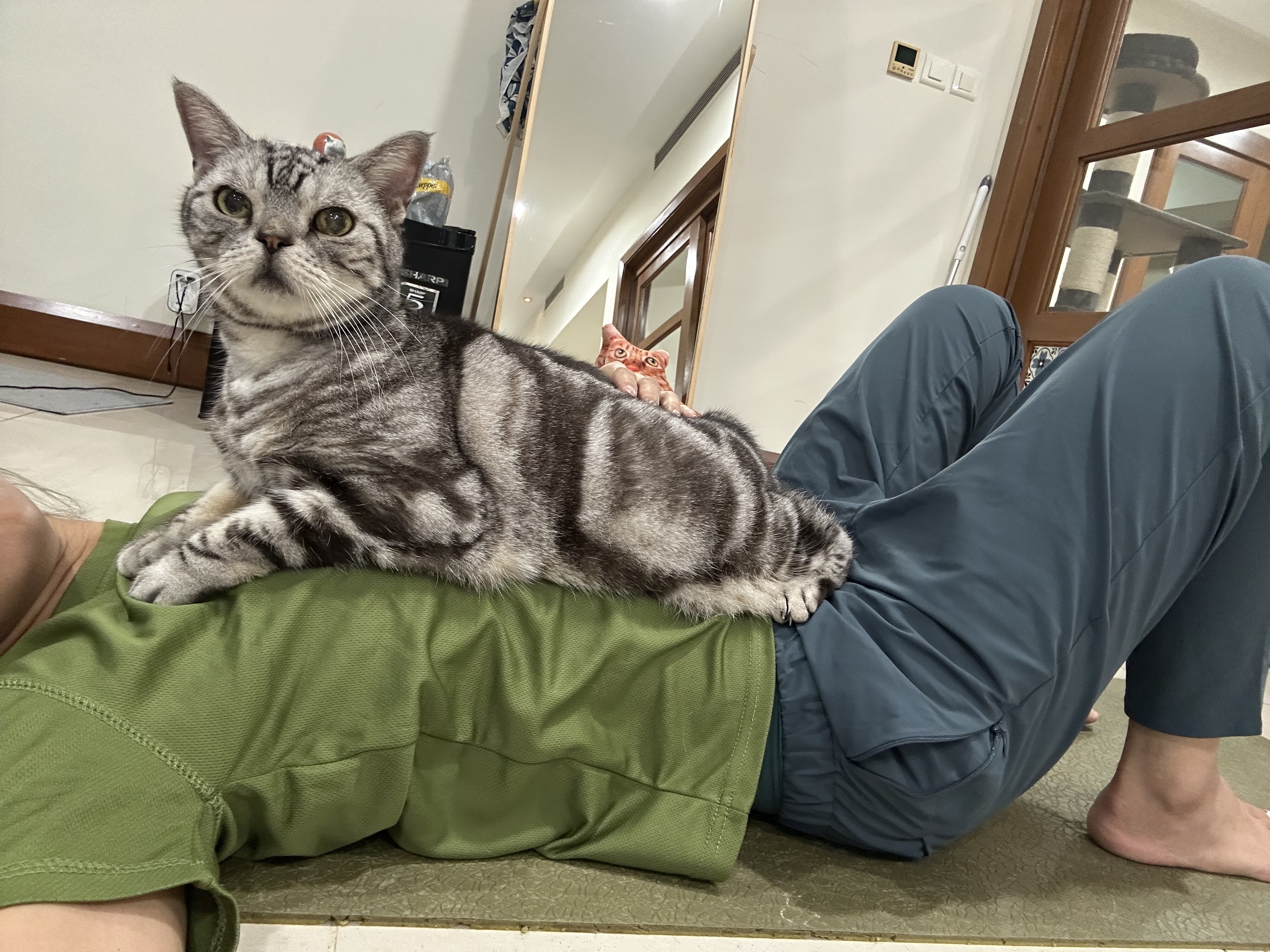 難易度の高いストレッチ : ねころぐ ～にゃんごくLife @クアラ