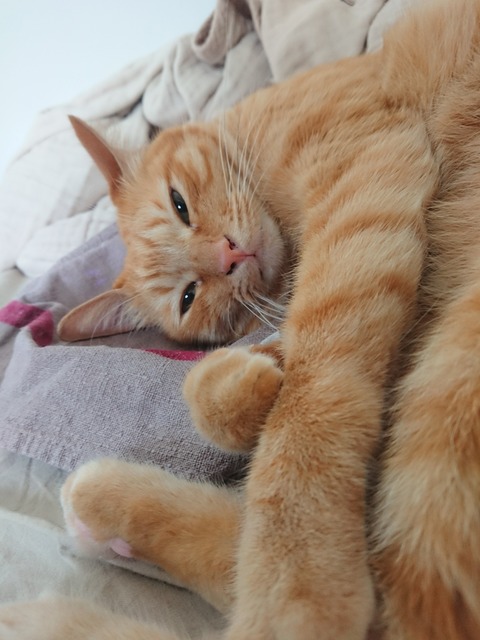 [画像:6206ec74-s.jpg]