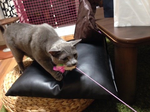 {F3905B14-71F9-48EA-95D3-018BE0D3FEEB:01}