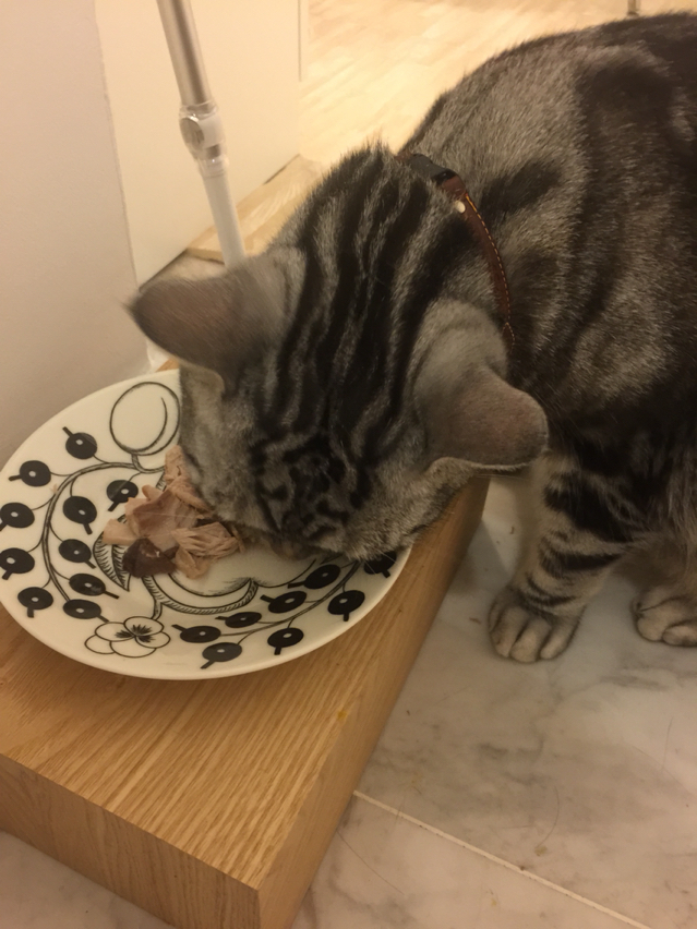 焼きまぐろの猫ごはん 人間ごはん ねころぐ にゃんごくlife クアラルンプール Powered By ライブドアブログ