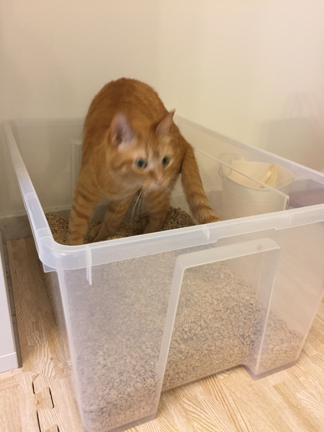 IKEAの収納ボックスを猫トイレにしてみた。 ねころぐ ～にゃんごくLife クアラルンプール