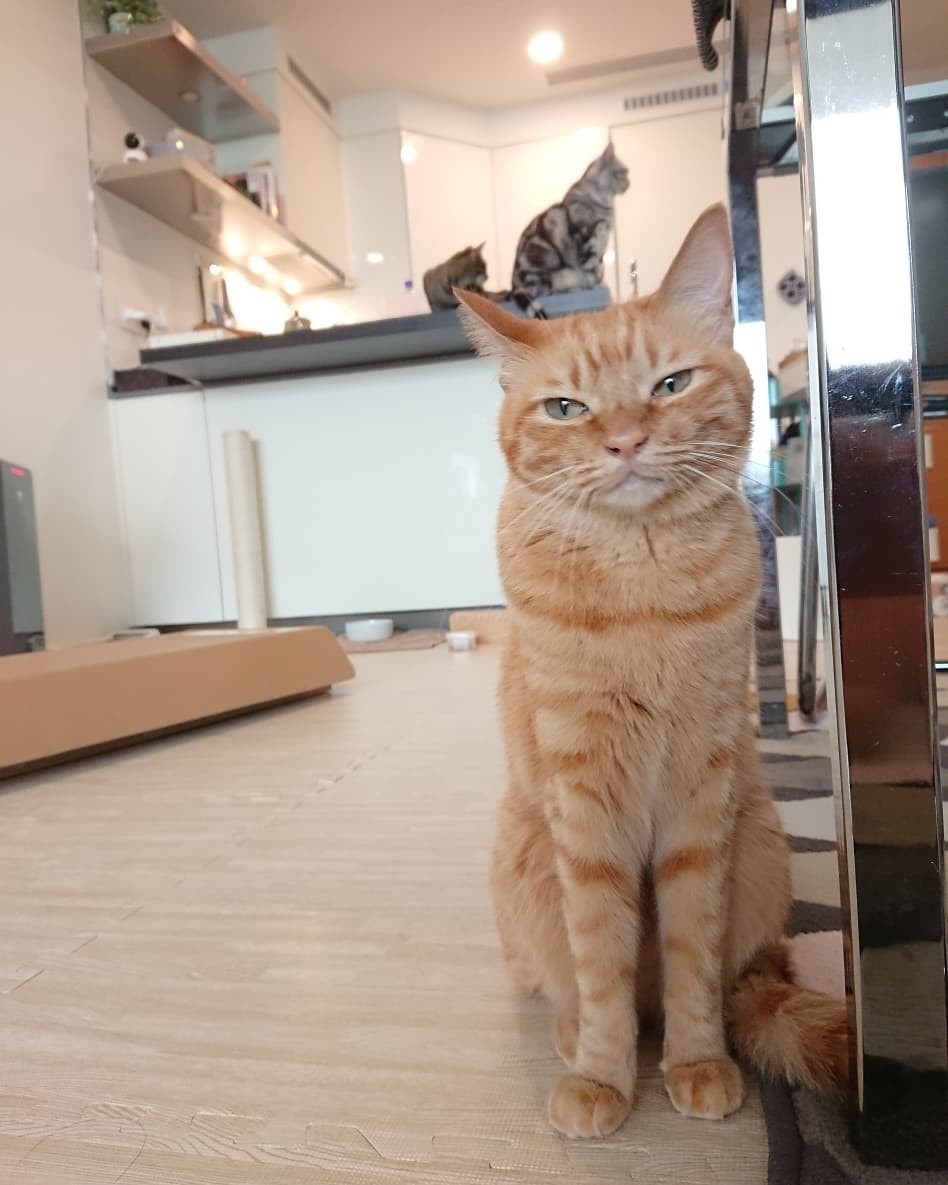 西野カナさんの トリセツ は猫目線の歌だった説に納得 ねころぐ にゃんごくlife クアラルンプール Powered By ライブドアブログ