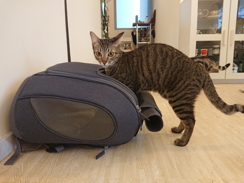 DSCPDC_0003_BURST20180926174022292_COVER