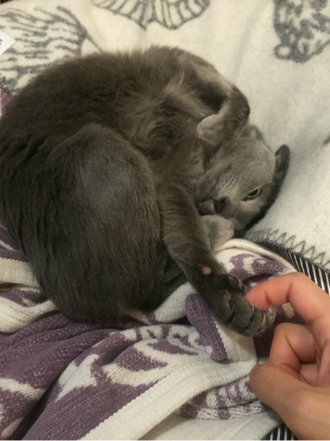 {C6A51BF8-A8F3-412A-9A38-235ADE6C6A05:01}