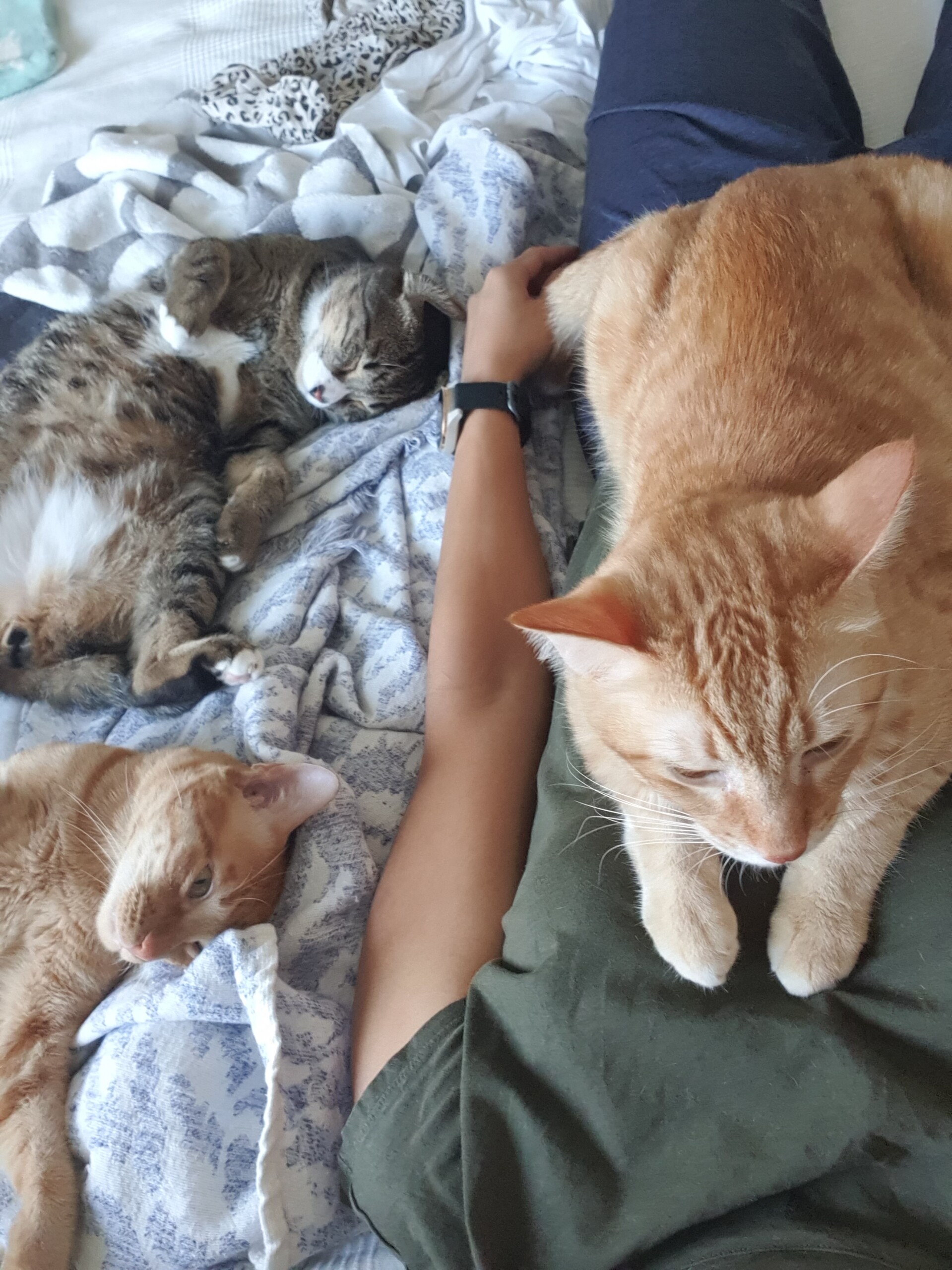 もんちゃんは偉そう ねころぐ にゃんごくlife クアラルンプール Powered By ライブドアブログ