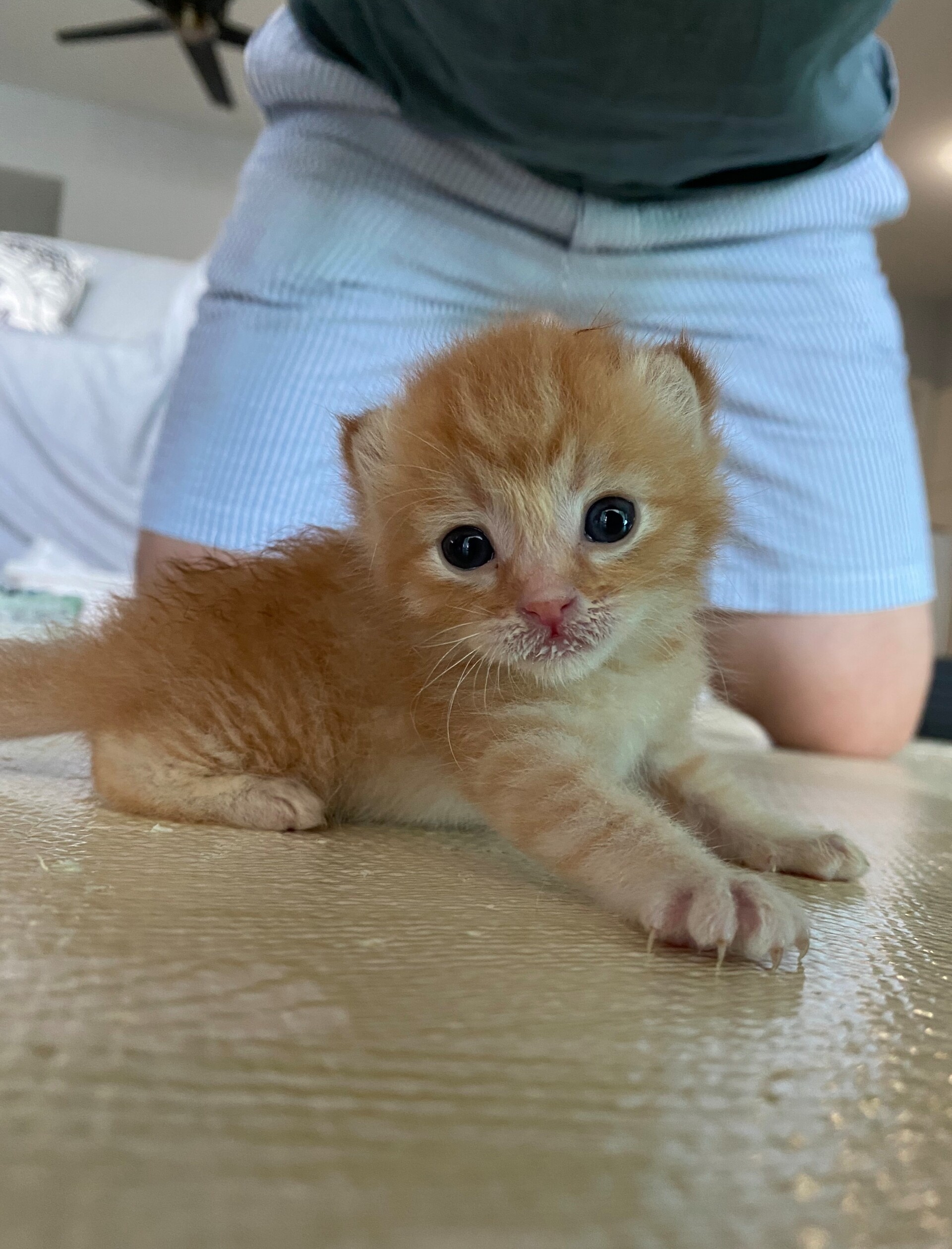 ぴーちゃん て名前はちょっとマズかったので 仮名 もんちゃん に変更しました ねころぐ にゃんごくlife クアラルンプール Powered By ライブドアブログ ぴーちゃん て名前はちょっとマズかったので 仮名 もんちゃん に変更しました ねころぐ にゃんごくlife クアラルンプール Powered By ライブドアブログ