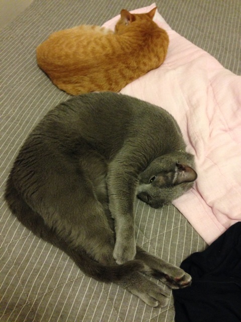 {55651C2E-410C-49E4-95CB-C5C387C80A6A:01}