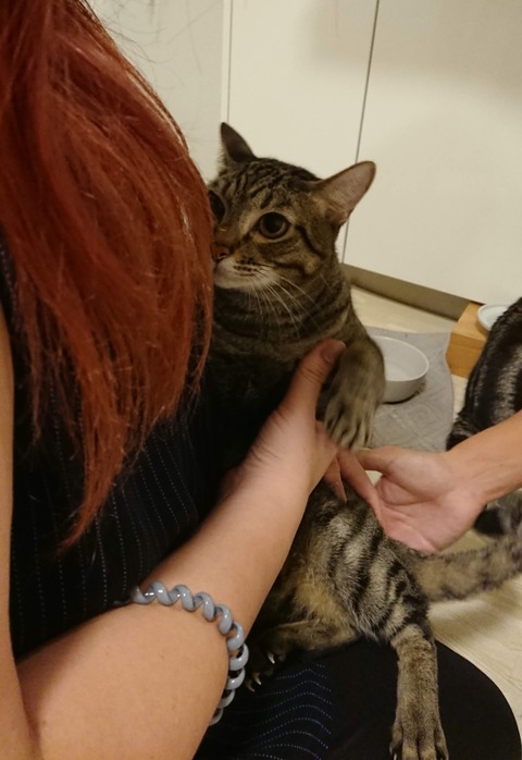 20-02-04-18-41-35-269_deco