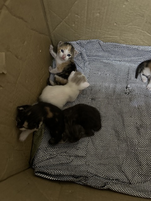 IMG_4751