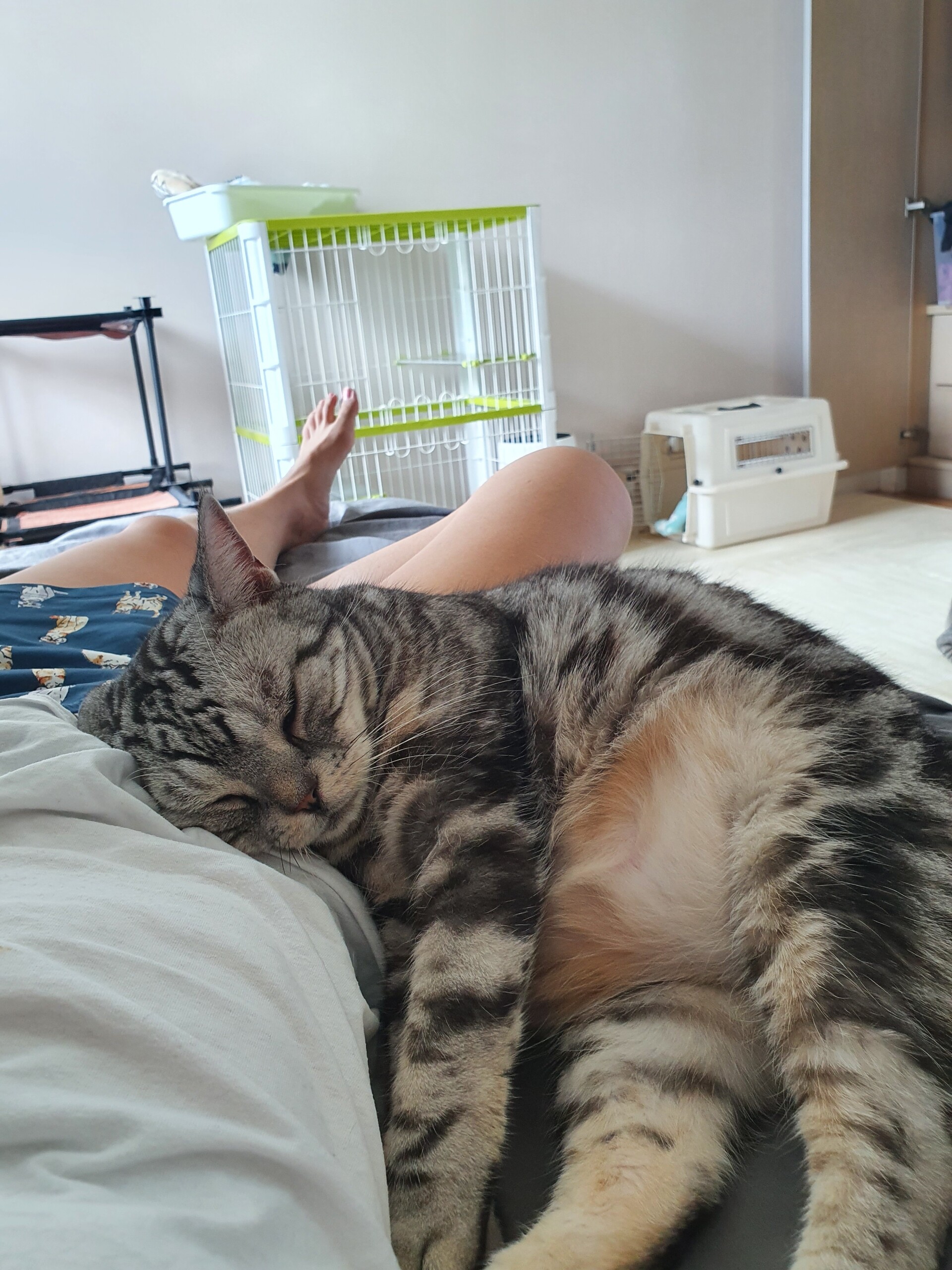 猫飼いには由々しき事態のワクチン副反応 : ねころぐ ～にゃんごくLife 