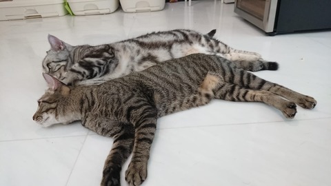 IMG-20181216-WA0004