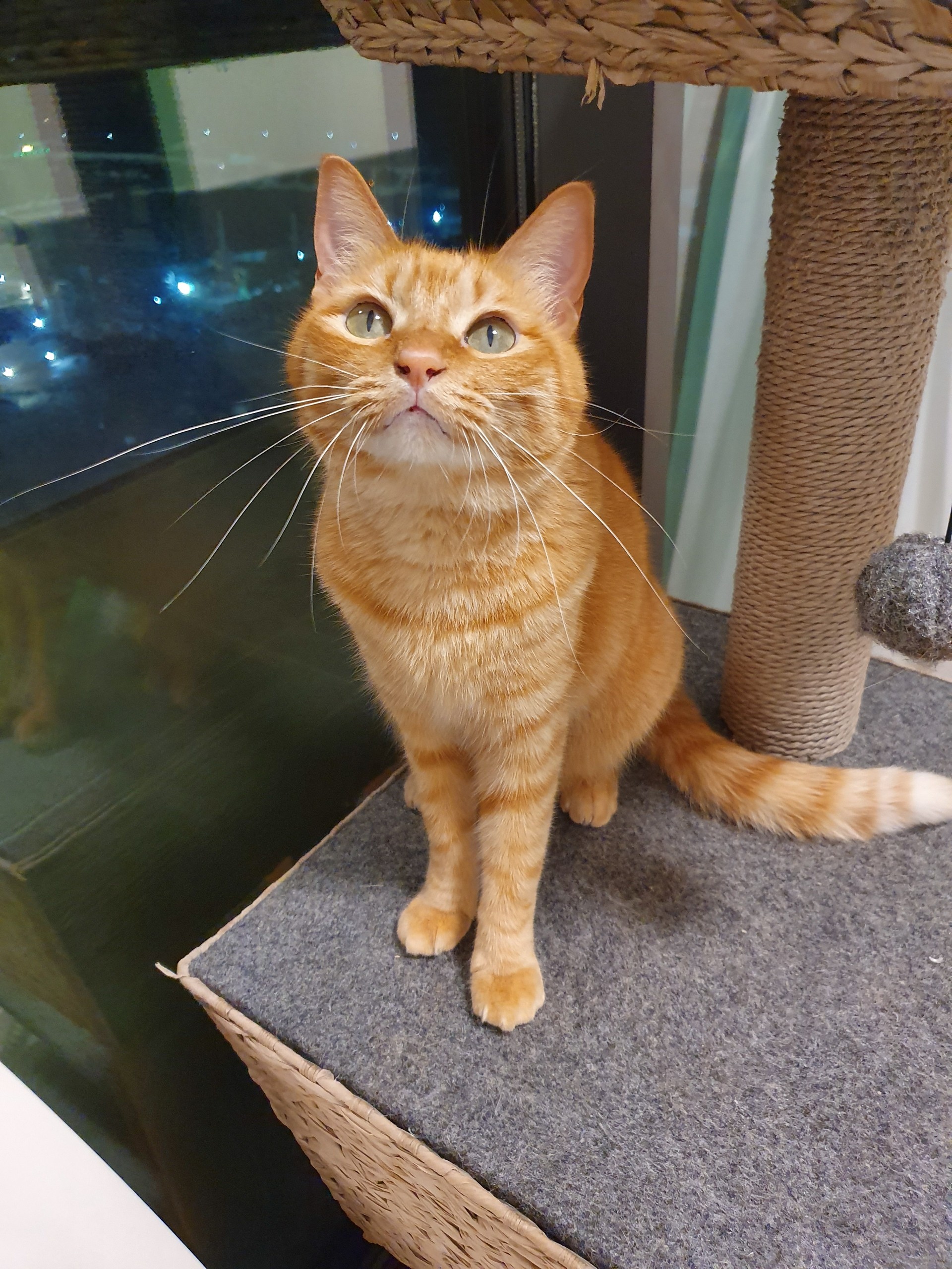 にゃんずのヒゲの長さくらべ ねころぐ にゃんごくlife クアラルンプール Powered By ライブドアブログ にゃんずのヒゲの長さくらべ ねころぐ にゃんごくlife クアラルンプール Powered By ライブドアブログ