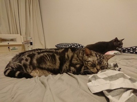 [画像:8807cc2e-s.jpg]