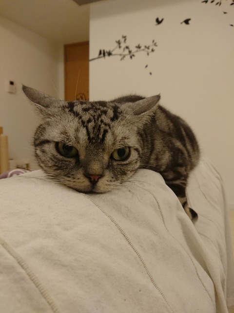 DSC_8386