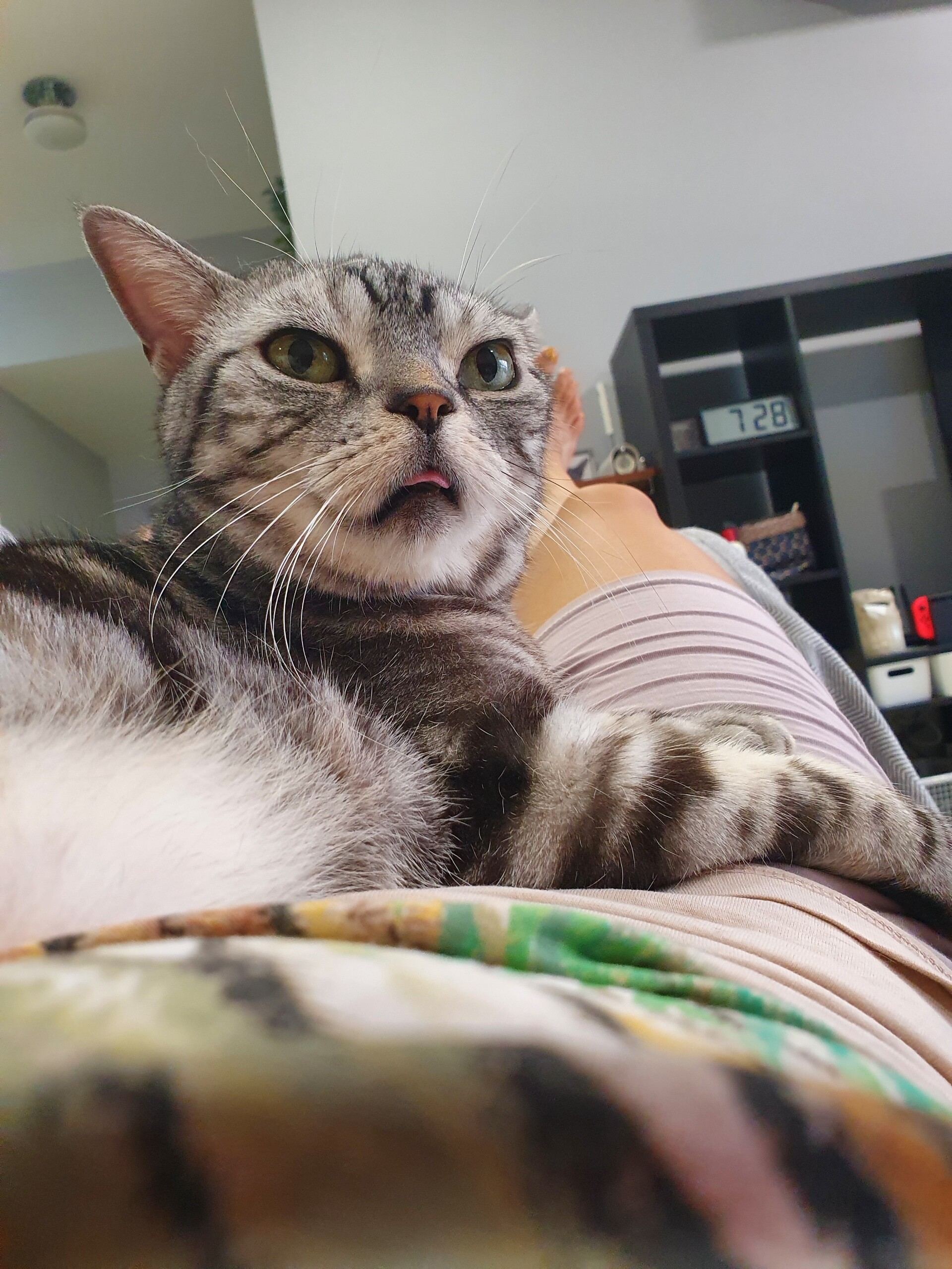 猫ははみ出すとかわいい ねころぐ にゃんごくlife クアラルンプール Powered By ライブドアブログ 猫ははみ出すとかわいい ねころぐ にゃんごくlife クアラルンプール Powered By ライブドアブログ