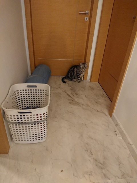 [画像:8e1b5dbf-s.jpg]