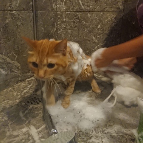 18-08-24-08-51-44-332_deco