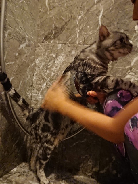 18-08-24-09-00-04-734_deco