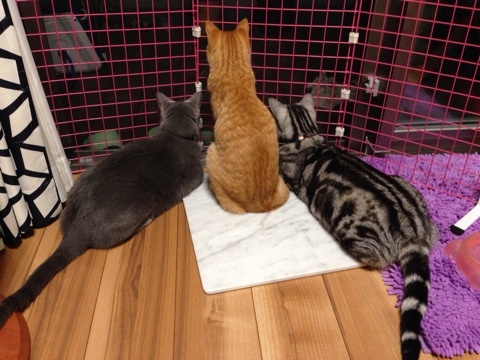 {4BBA8C61-B639-4C73-8822-1596BD79087C:01}