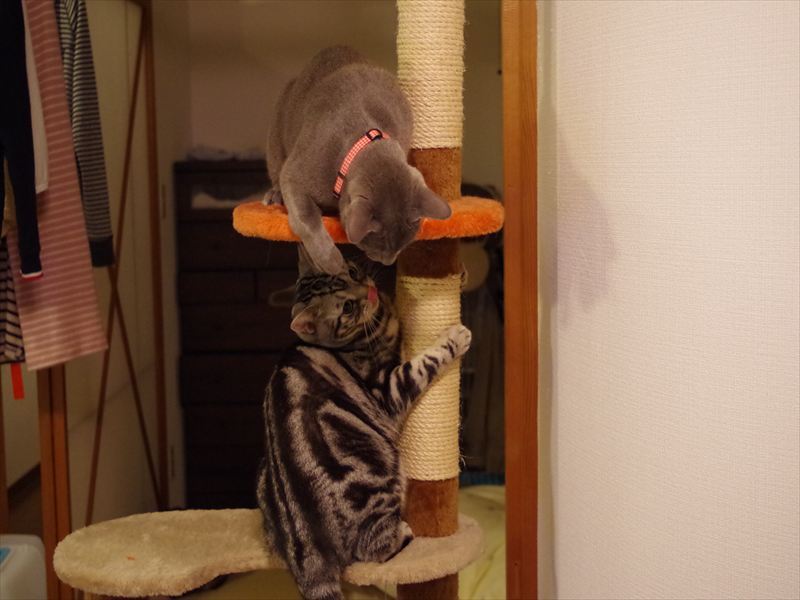 ねころぐ