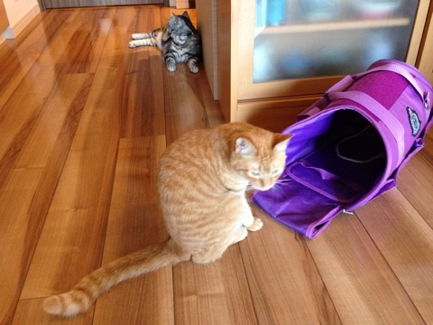 {104A025A-7FA5-455A-BE41-0F59F0F4F3BD:01}