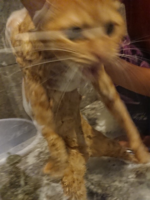 18-08-24-08-52-10-177_deco