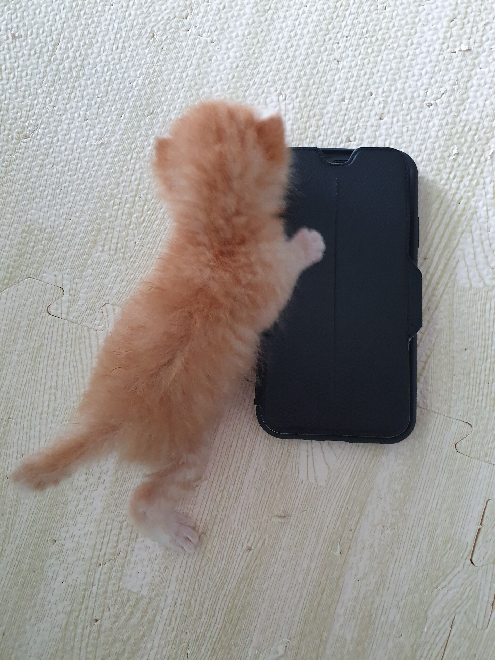 ぴーちゃん て名前はちょっとマズかったので 仮名 もんちゃん に変更しました ねころぐ にゃんごくlife クアラルンプール Powered By ライブドアブログ ぴーちゃん て名前はちょっとマズかったので 仮名 もんちゃん に変更しました ねころぐ にゃんごくlife クアラルンプール Powered By ライブドアブログ