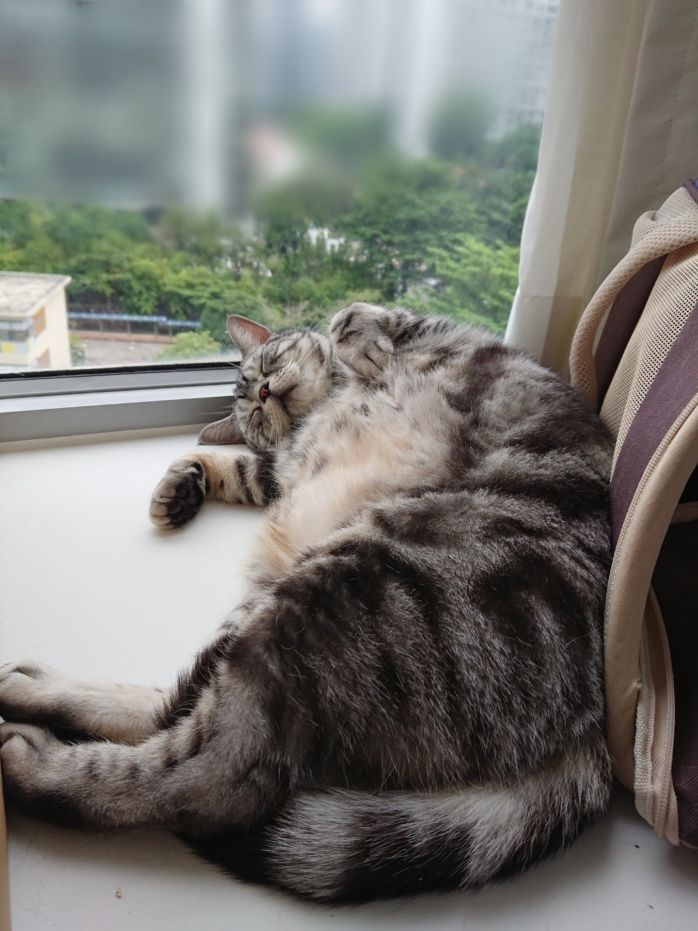 窓際ぐーすかぴー ねころぐ にゃんごくlife クアラルンプール Powered By ライブドアブログ