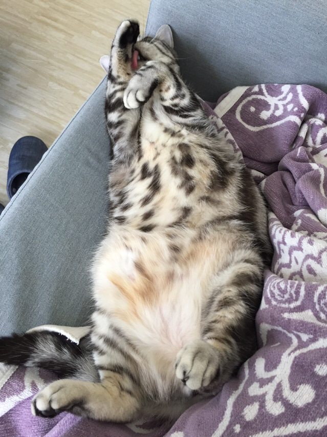 路地裏しっぽ診療所 を読んで号泣 ねころぐ にゃんごくlife クアラルンプール Powered By ライブドアブログ 路地裏しっぽ診療所 を読んで号泣 ねころぐ にゃんごくlife クアラルンプール Powered By ライブドアブログ