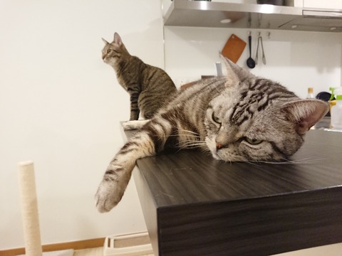 DSCPDC_0003_BURST20190402224705998_COVER