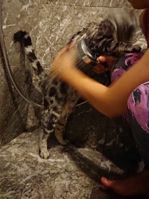 18-08-24-09-00-34-420_deco