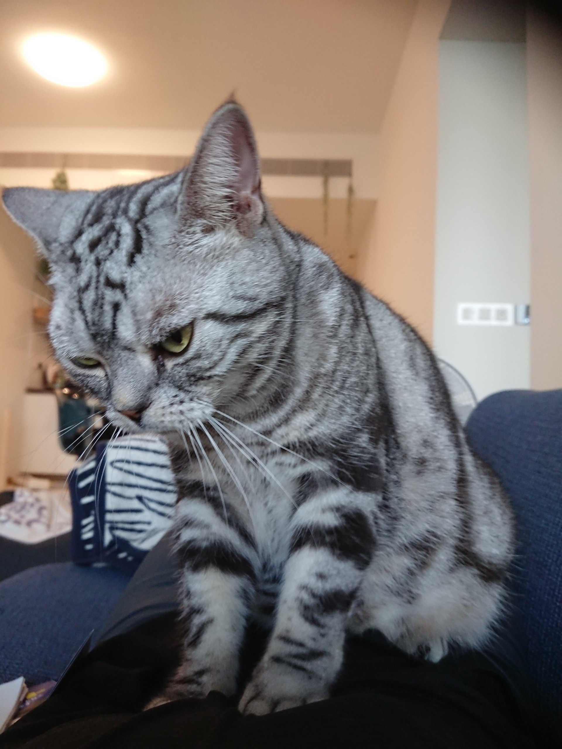 この可愛すぎる生き物をなんとかしてください ねころぐ にゃんごくlife クアラルンプール Powered By ライブドアブログ この可愛すぎる生き物をなんとかしてください ねころぐ にゃんごくlife クアラルンプール Powered By ライブドアブログ