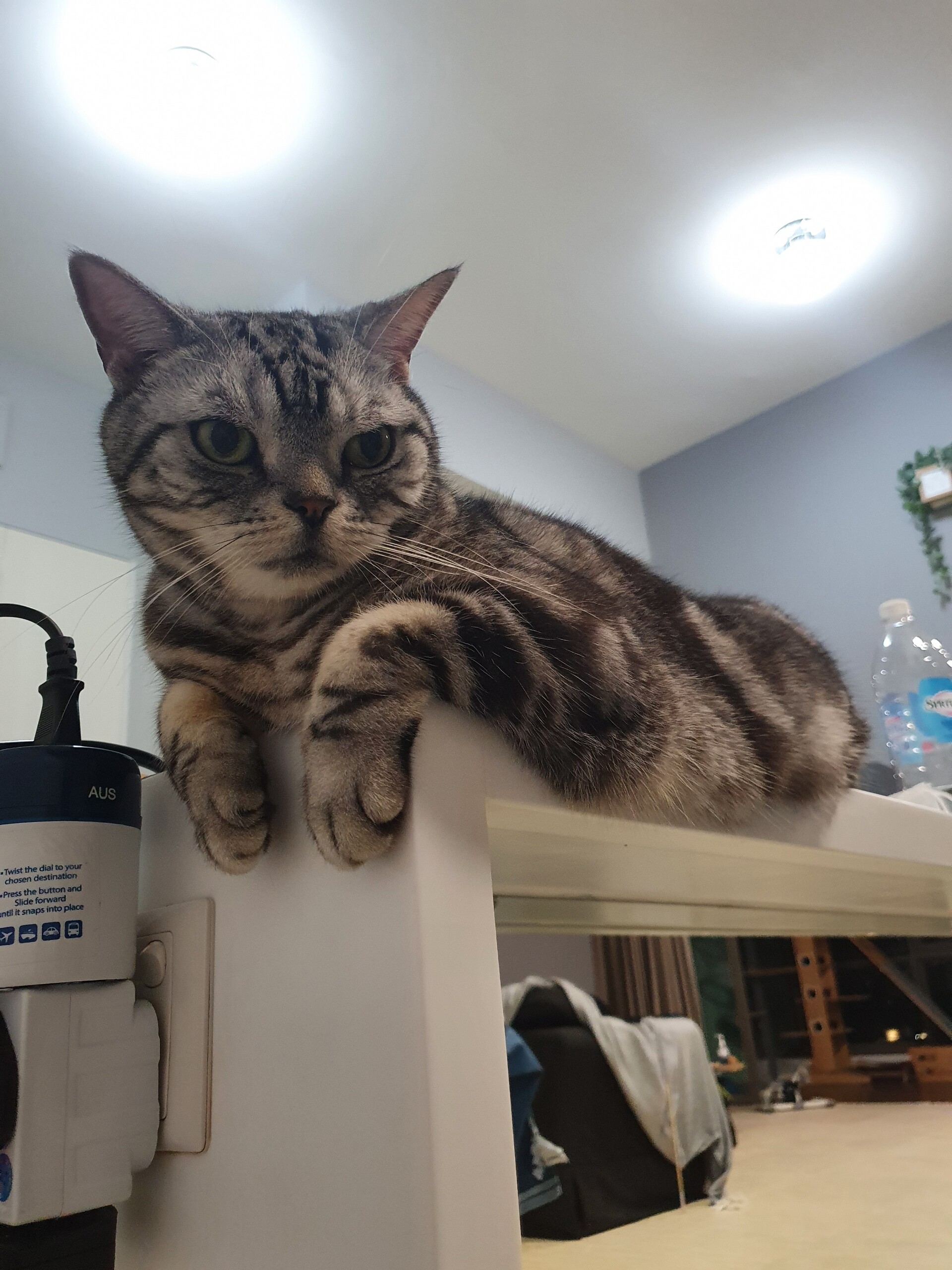 猫ははみ出すとかわいい ねころぐ にゃんごくlife クアラルンプール Powered By ライブドアブログ 猫ははみ出すとかわいい ねころぐ にゃんごくlife クアラルンプール Powered By ライブドアブログ