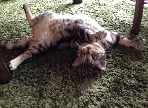 {778CA589-B7F6-4FF4-BDFA-D636C59EB51F:01}